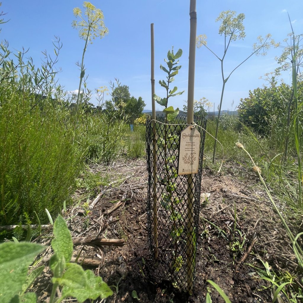 Banco Mediolanum planta un árbol por ti