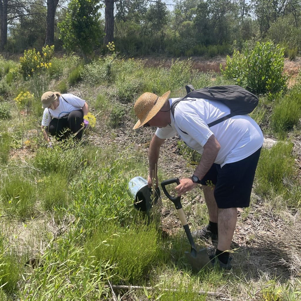 Banco Mediolanum planta un árbol por ti